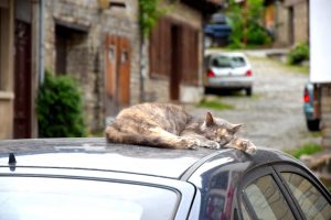chat-voiture