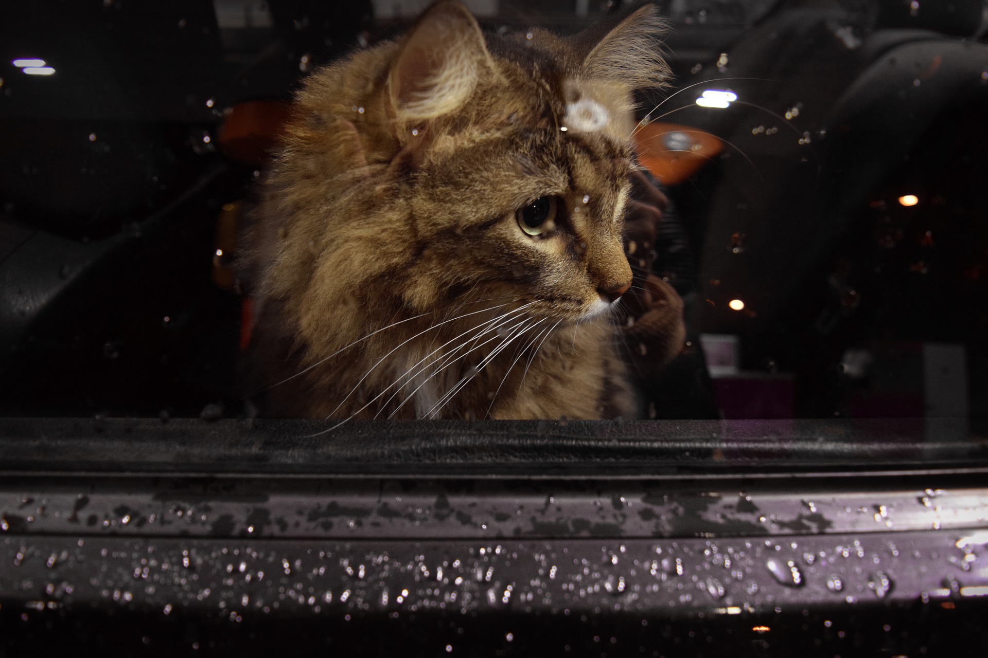 Comment voyager en voiture avec son chat ?